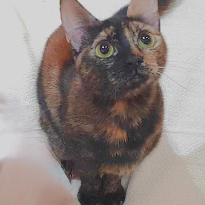 Bellissa Wanissa, ADOPTABLE, Adult Female Tortoiseshell.
