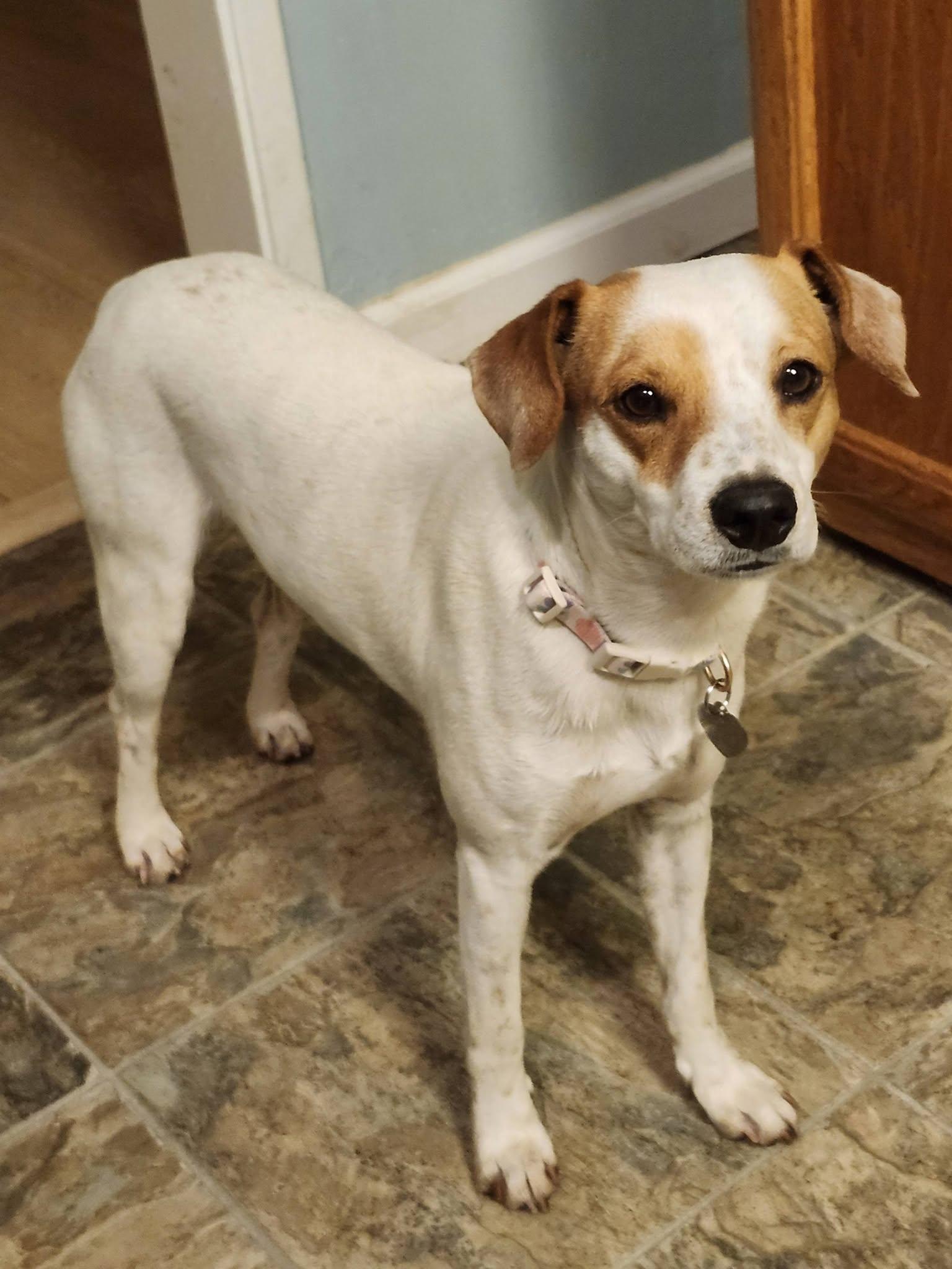 Palomo, ADOPTABLE, Adult Male Parson Russell Terrier & Beagle.
