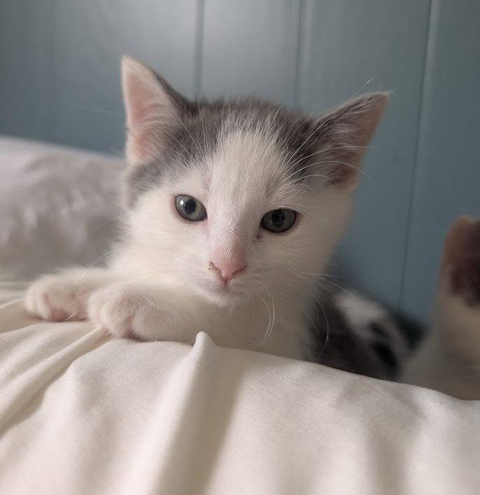 Enlarge Teddy, a Adoptable Domestic Short Hair in Orleans, ON image 1/1