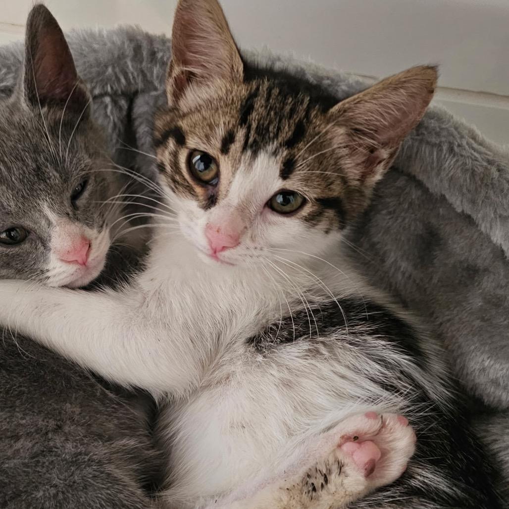 APPLE, Adoptable, Kitten Female Domestic Short Hair.