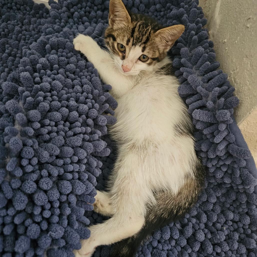 Enlarge APPLE, a Adoptable Domestic Short Hair in San Antonio, TX image 2/2