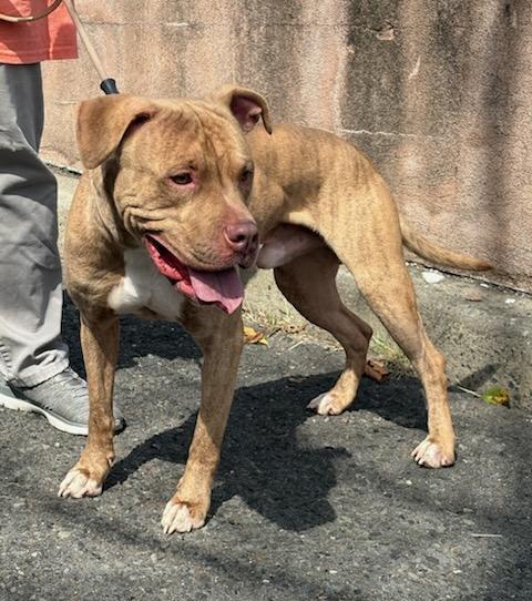 Enlarge TIGGER (cc7254), a Adoptable mixed breed in West Orange, NJ image 2/4