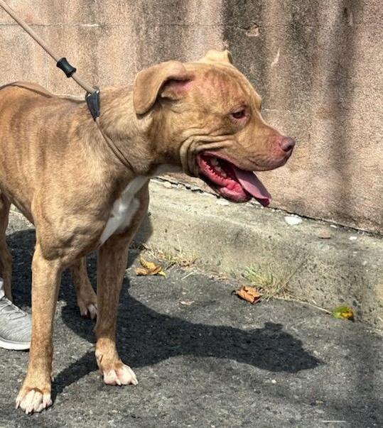 Enlarge TIGGER (cc7254), a Adoptable mixed breed in West Orange, NJ image 3/4