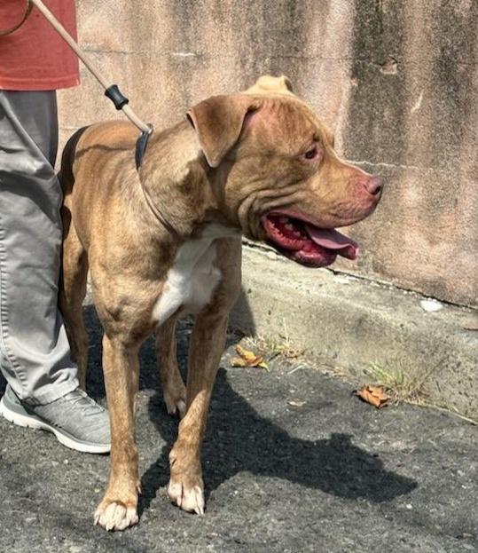 Enlarge TIGGER (cc7254), a Adoptable mixed breed in West Orange, NJ image 4/4