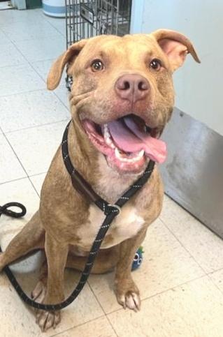 TIGGER (cc7254), Adoptable, Young Male Pit Bull Terrier.