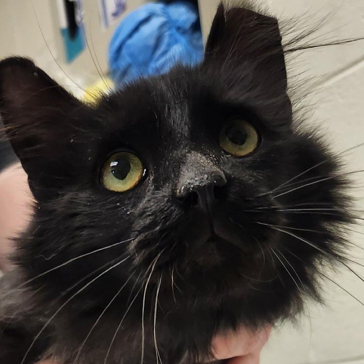 Enlarge Coal, a Adoptable Domestic Long Hair in Murray, UT image 1/1
