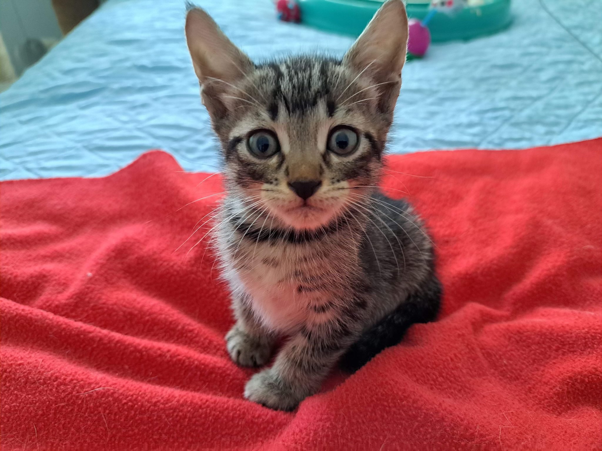 Cat for adoption Dion & Allen BONDED, a Domestic Short Hair in