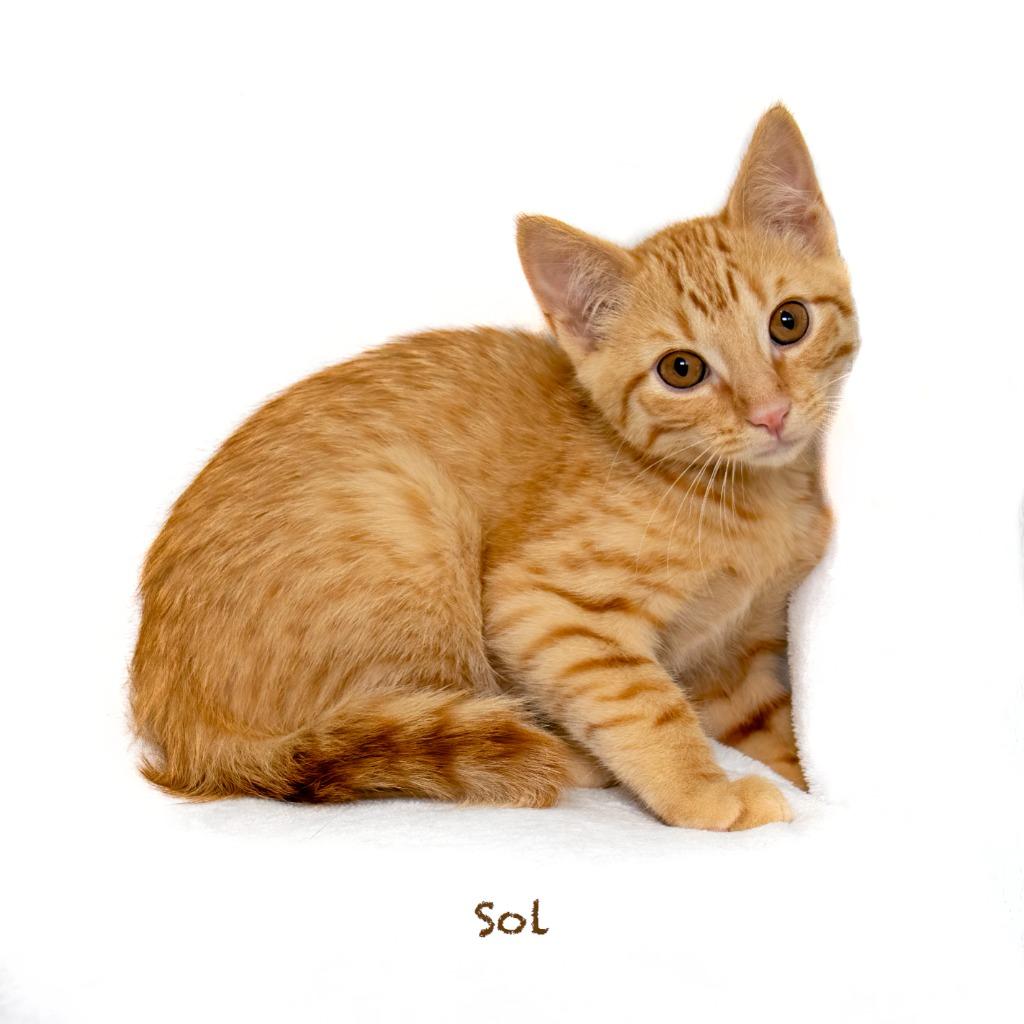 Sol, Adoptable, Kitten Male Domestic Short Hair.