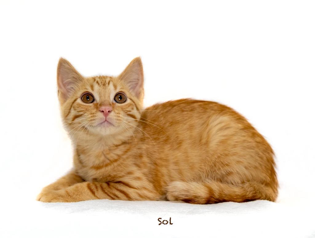 Sol, a Adoptable mixed breed in Hot Springs Village, AR image 2/2