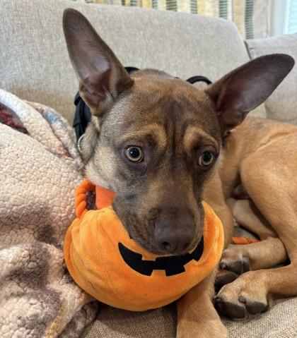 Enlarge Joey, a Adoptable Mixed Breed in Seattle, WA image 1/4