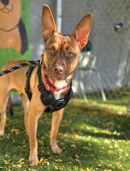 Enlarge Joey, a Adoptable Mixed Breed in Seattle, WA image 3/4