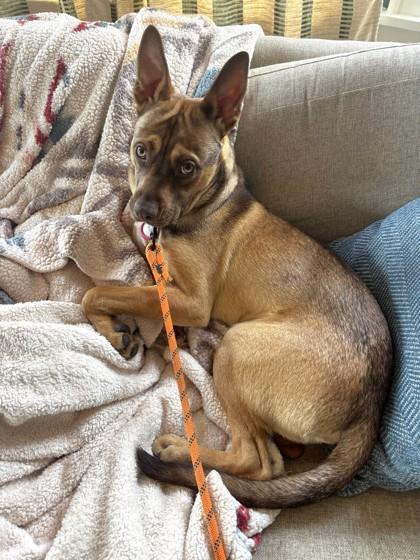 Joey, Adoptable, Puppy Male Mixed Breed & Mixed Breed.