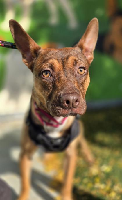 Joey, Adoptable, Puppy Male Mixed Breed & Mixed Breed.