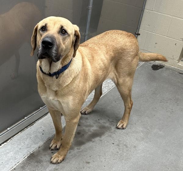 Rosalita (mcas), Adoptable, Adult Female Mastiff.