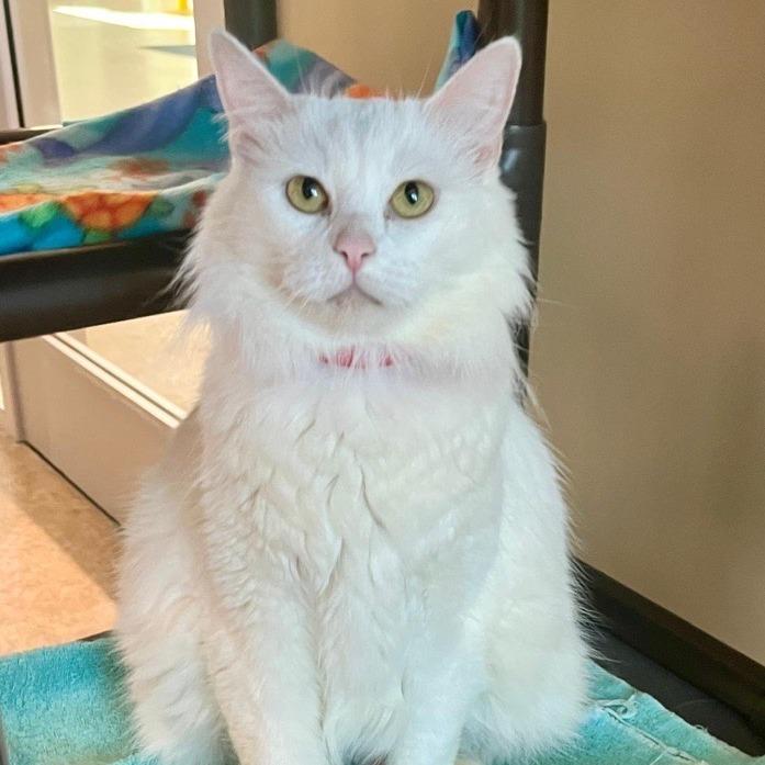 Snow White, Adoptable, Adult Female Domestic Long Hair.