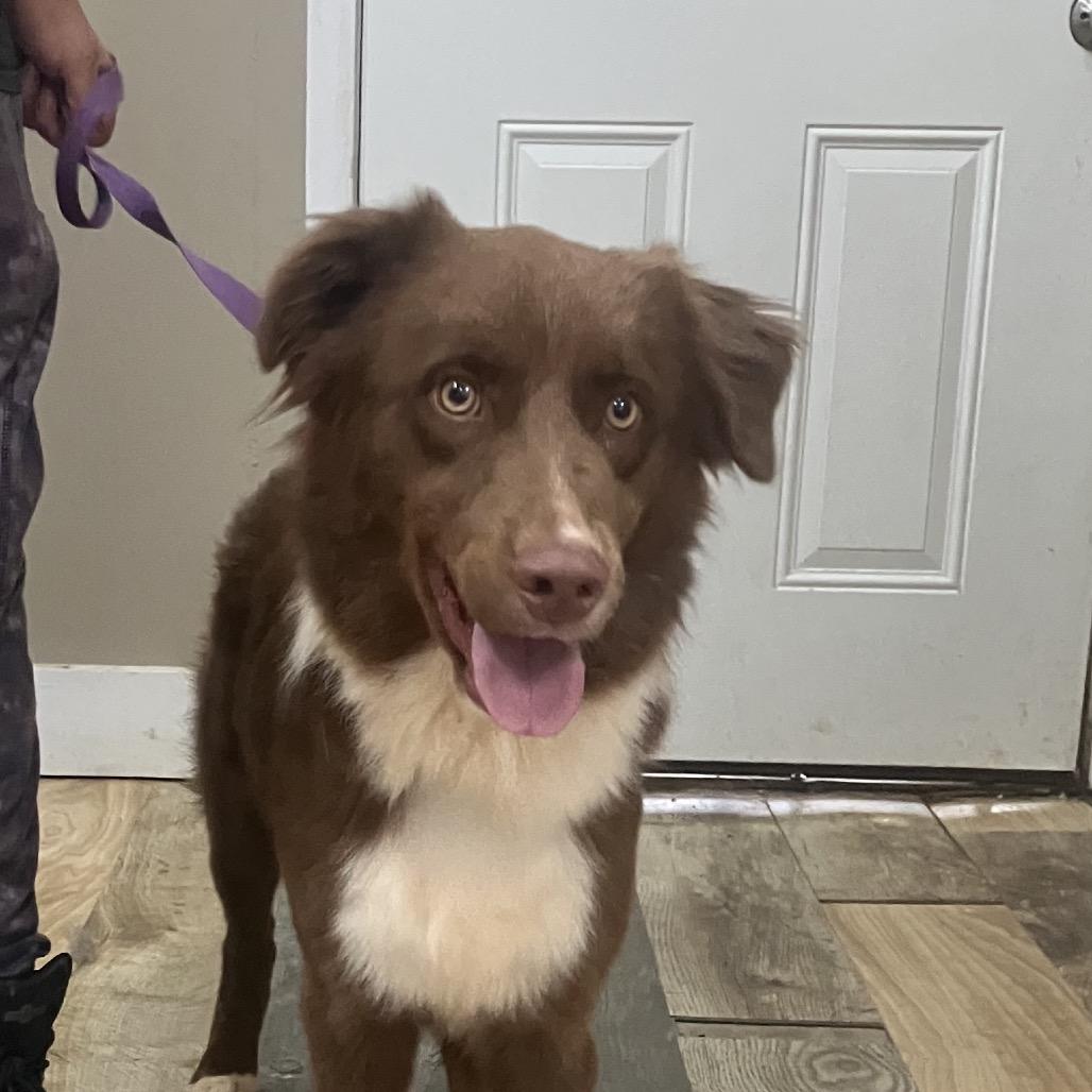 Roux, Adoptable, Adult Male Australian Shepherd.