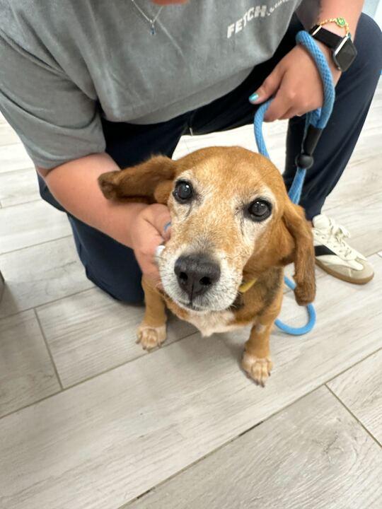 Enlarge Bubba, a ADOPTABLE Beagle in Richmond, VA image 2/6