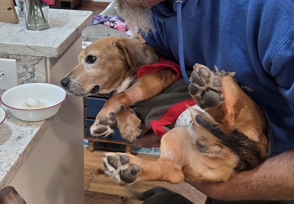 Enlarge Bubba, a ADOPTABLE Beagle in Richmond, VA image 6/6