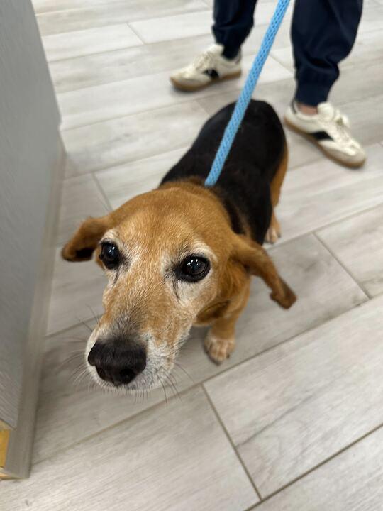 Enlarge Bubba, a ADOPTABLE Beagle in Richmond, VA image 4/6