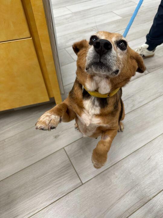 Enlarge Bubba, a ADOPTABLE Beagle in Richmond, VA image 5/6