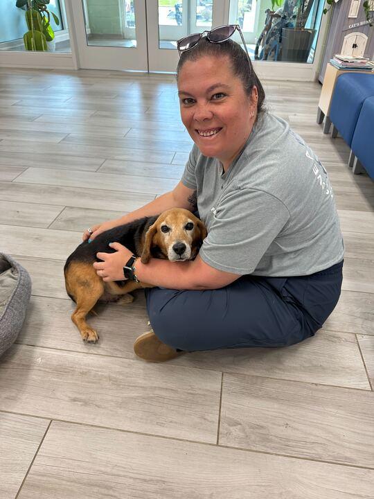 Enlarge Bubba, a ADOPTABLE Beagle in Richmond, VA image 3/6