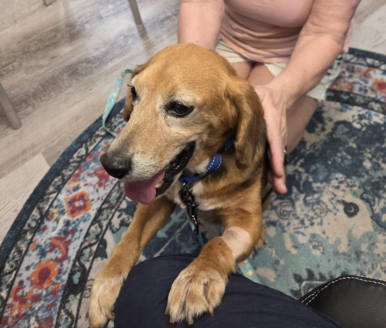 Enlarge Bubba, a ADOPTABLE Beagle in Richmond, VA image 1/6