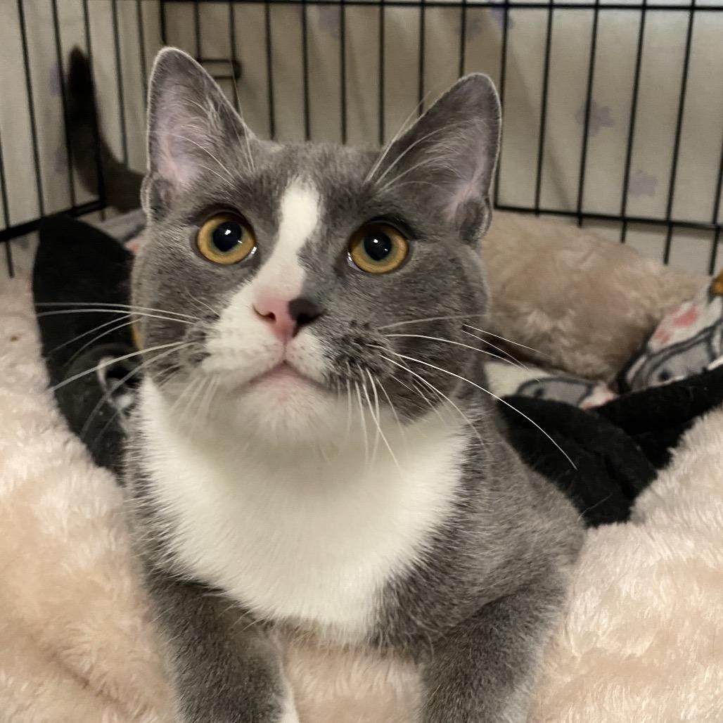 Enlarge 26-98 Marco, a Adoptable Domestic Medium Hair in North Branford, CT image 1/1