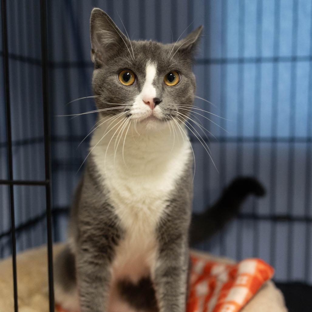 26-98 Marco, a Adoptable Domestic Short Hair in North Branford, CT image 2/6