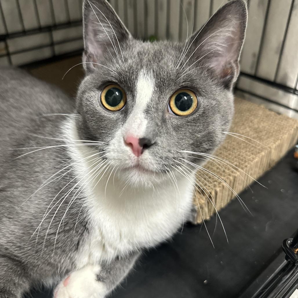 26-98 Marco, a Adoptable Domestic Medium Hair in North Branford, CT image 2/4
