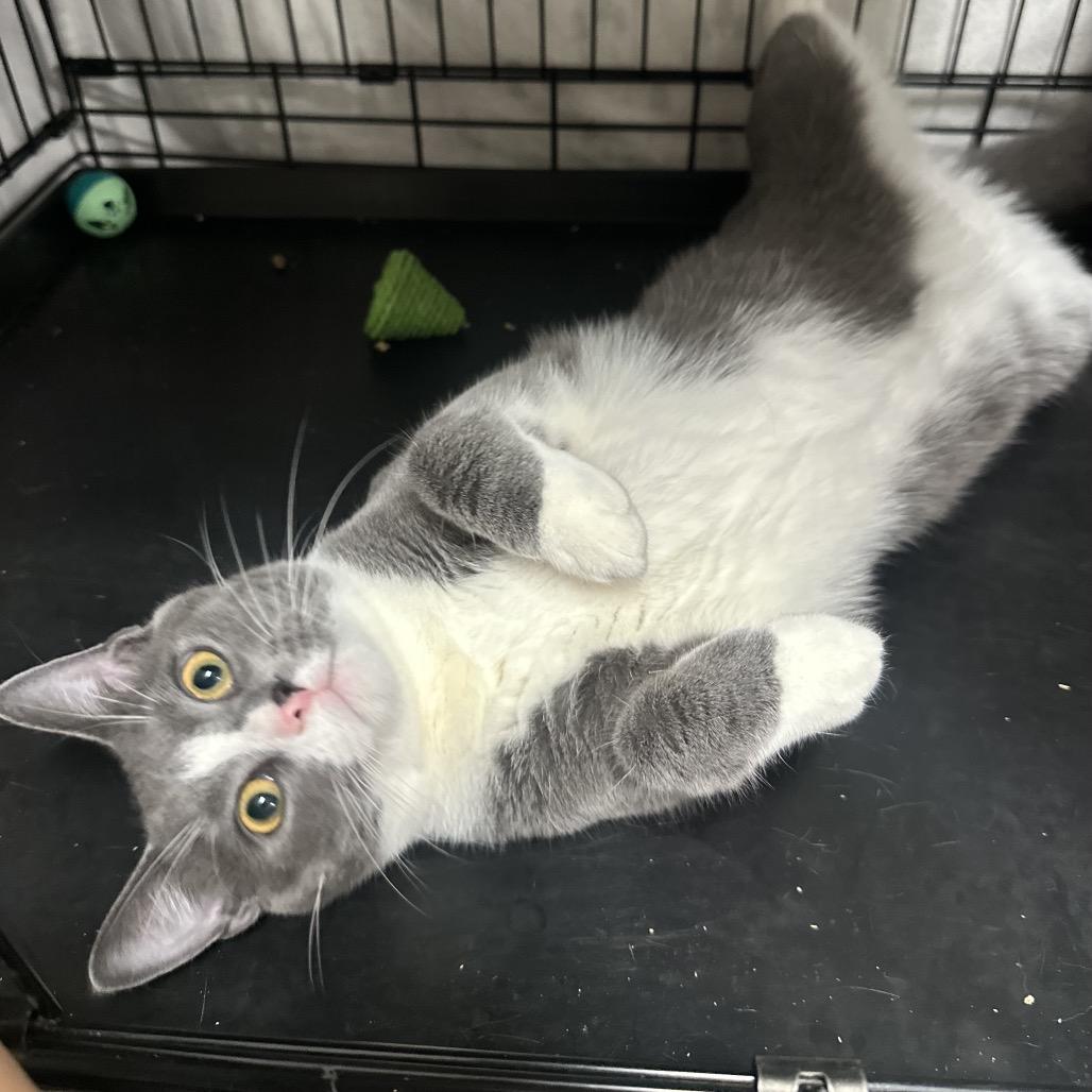 26-98 Marco, a Adoptable Domestic Medium Hair in North Branford, CT image 3/4