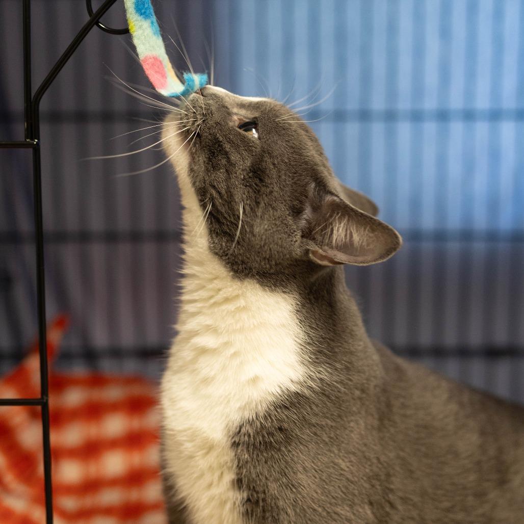 26-98 Marco, a Adoptable Domestic Short Hair in North Branford, CT image 5/6