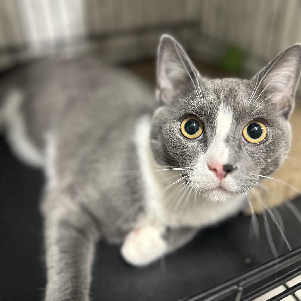 26-98 Marco, a Adoptable Domestic Medium Hair in North Branford, CT image 4/4