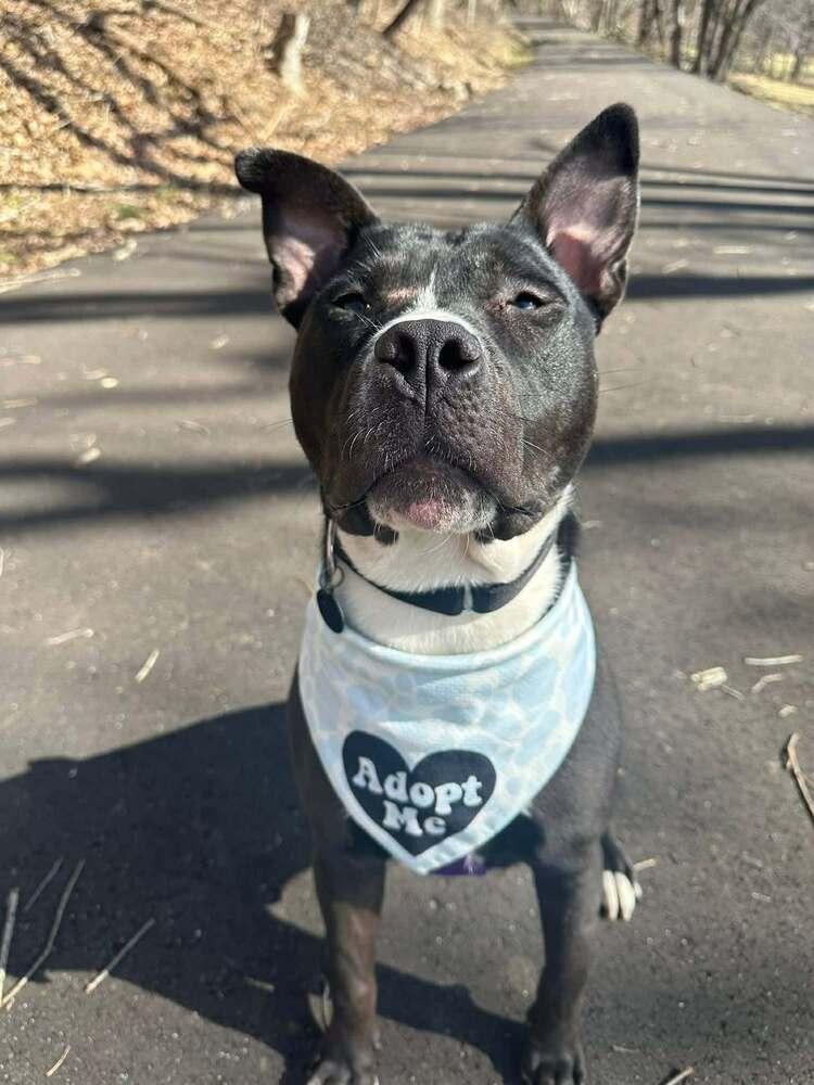 Snail (FOSTERED LOCALLY), Adoptable, Adult Male Pit Bull Terrier.