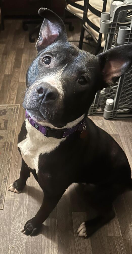 Enlarge Snail (FOSTERED LOCALLY), a Adoptable mixed breed in Leverett, MA image 2/6