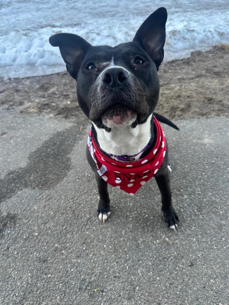 Enlarge Snail (FOSTERED LOCALLY), a Adoptable mixed breed in Leverett, MA image 2/6