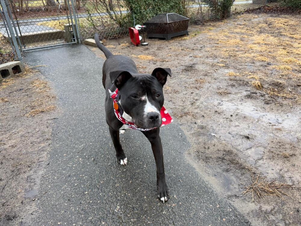 Enlarge Snail (FOSTERED LOCALLY), a Adoptable mixed breed in Leverett, MA image 3/6