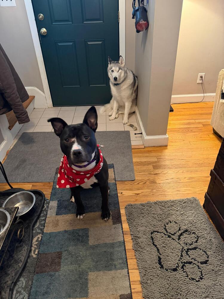 Enlarge Snail (FOSTERED LOCALLY), a Adoptable mixed breed in Leverett, MA image 4/6