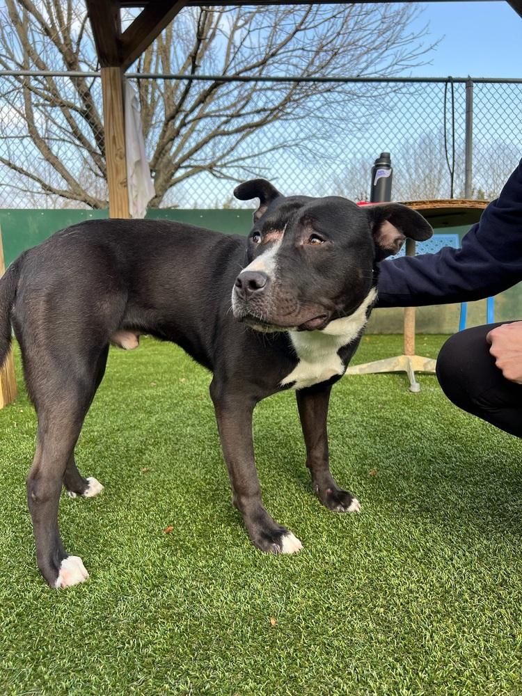 Enlarge Snail (FOSTERED LOCALLY), a Adoptable mixed breed in Leverett, MA image 5/6