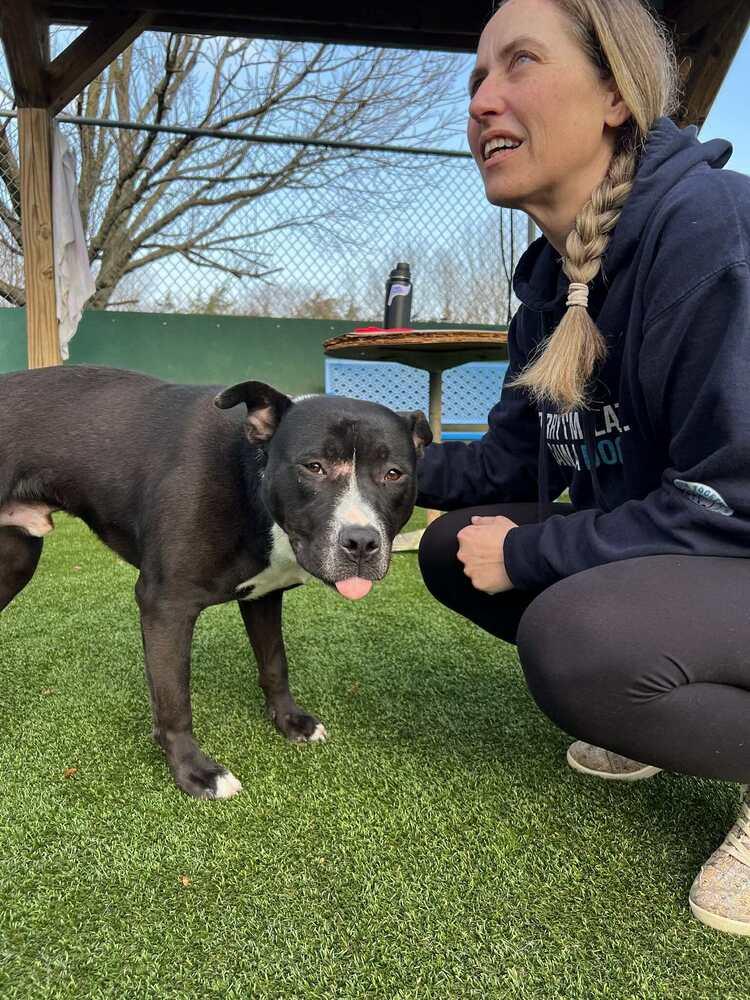 Enlarge Snail (FOSTERED LOCALLY), a Adoptable mixed breed in Leverett, MA image 6/6