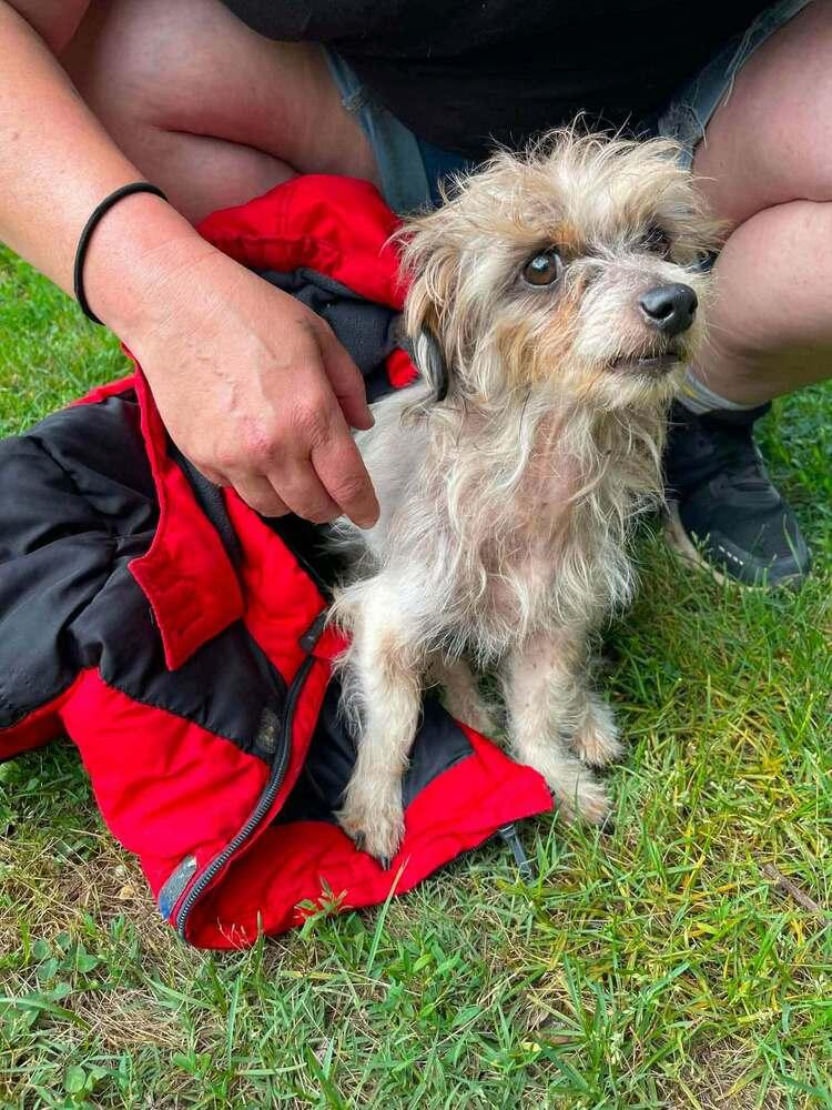 Felicia aka Rita, Adoptable, Adult Female Yorkshire Terrier & Terrier.