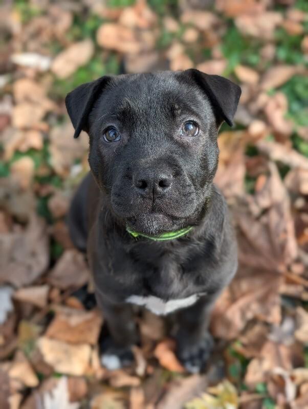 Remy, Adoptable, Young Male Mixed Breed & Mixed Breed.