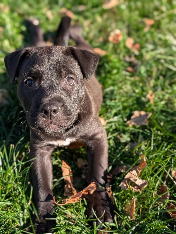 Remy, a Adoptable mixed breed in Alma, WI image 2/6