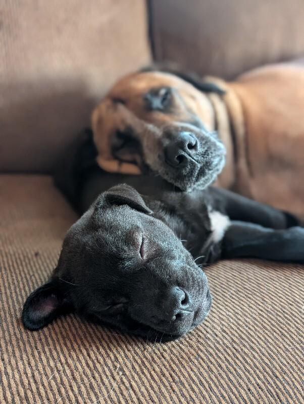 Remy, a Adoptable mixed breed in Alma, WI image 3/6