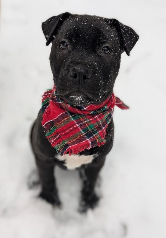 Remy, a Adoptable mixed breed in Alma, WI image 4/6