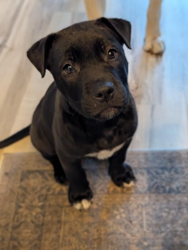 Remy, a Adoptable mixed breed in Alma, WI image 5/6