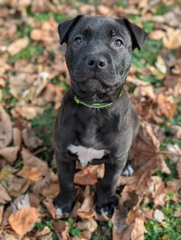 Remy, a Adoptable mixed breed in Alma, WI image 6/6