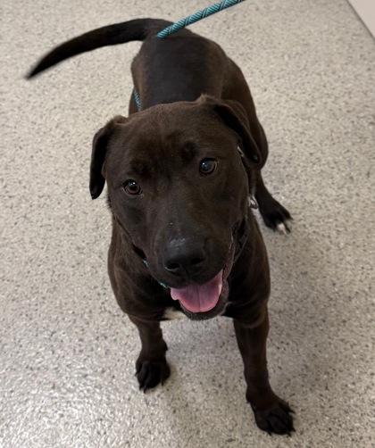 Honey — thumbnail 2