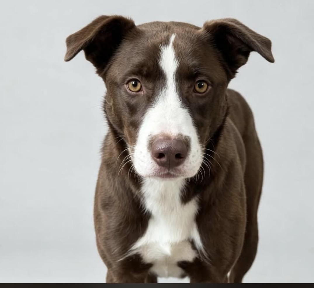 Enlarge Duke, a Adoptable mixed breed in Loveland, CO image 1/4
