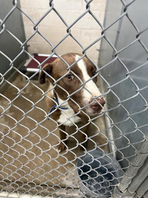 Enlarge Duke, a Adoptable mixed breed in Loveland, CO image 3/4