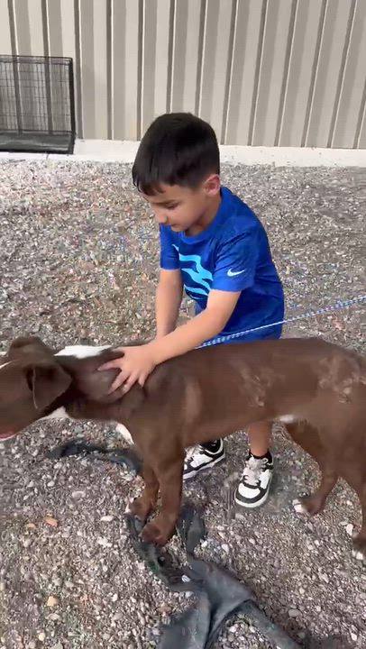 Enlarge Duke, a Adoptable mixed breed in Loveland, CO video 2/4